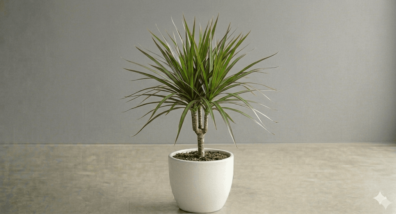Dracaena