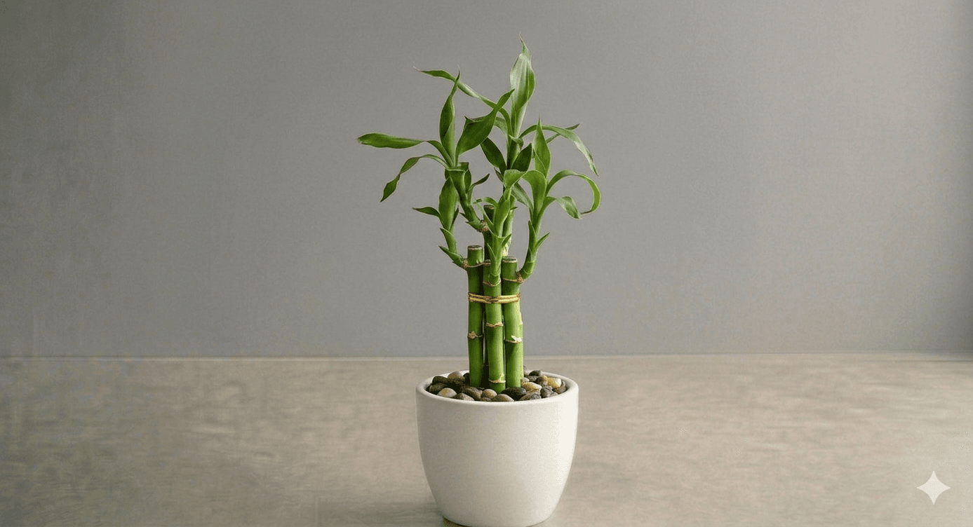 Lucky Bamboo