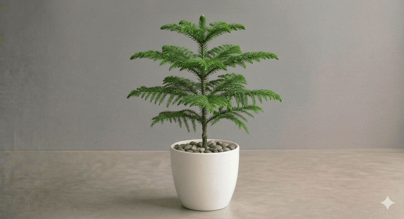 Norfolk Island Pine