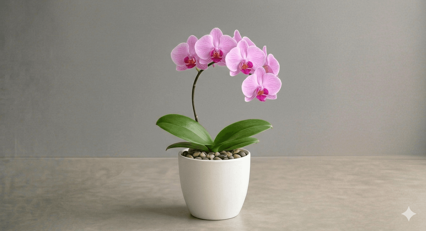 Orchid